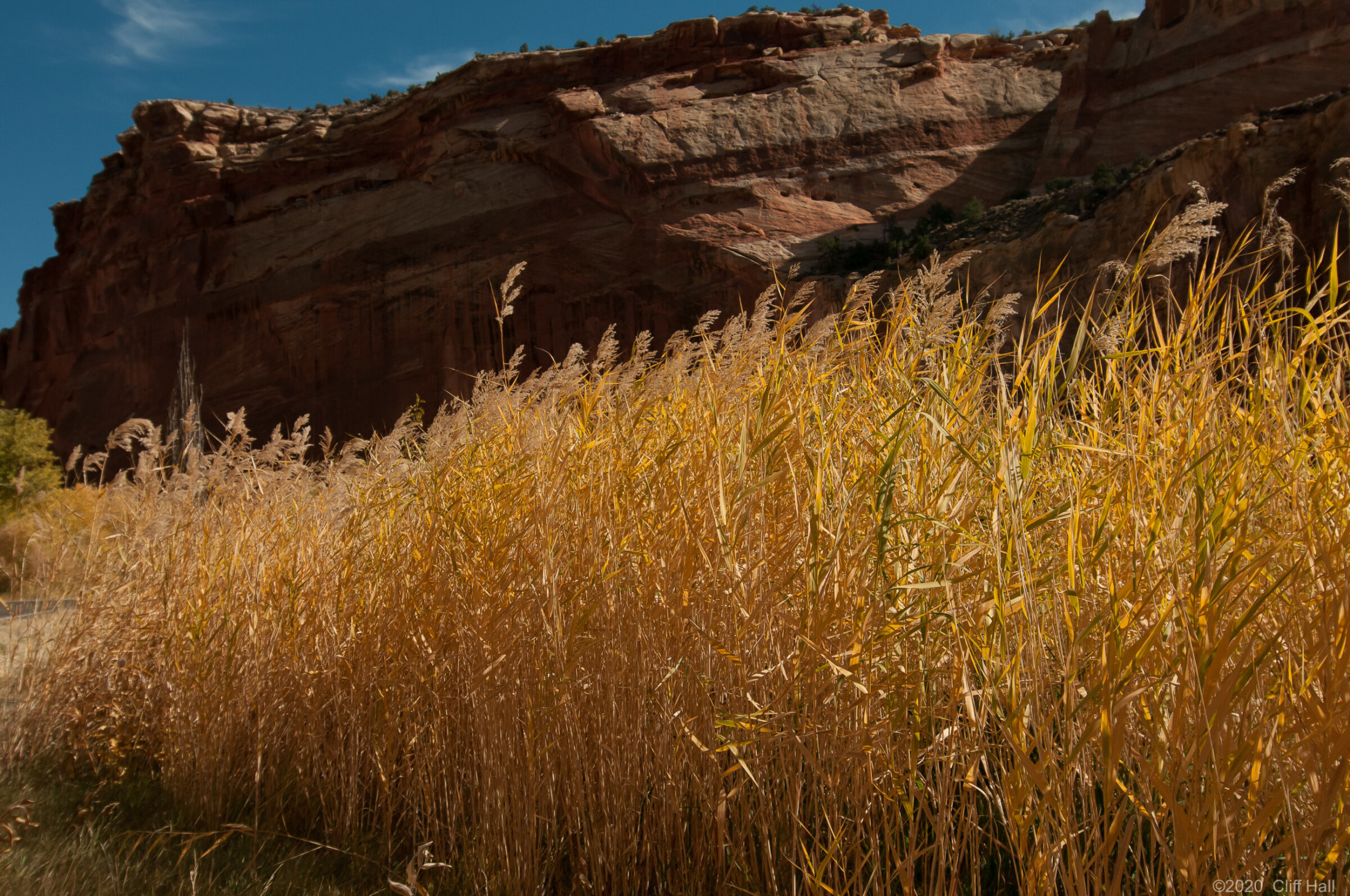 Capitol Reef Nat Park amber waves of grain