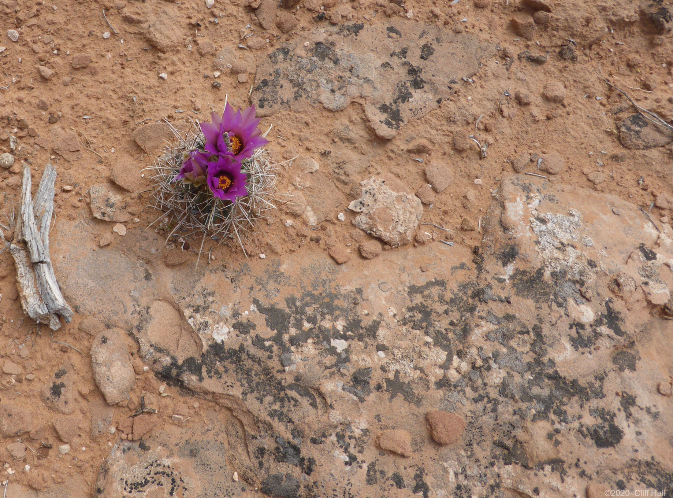 Hedgehog Cactus