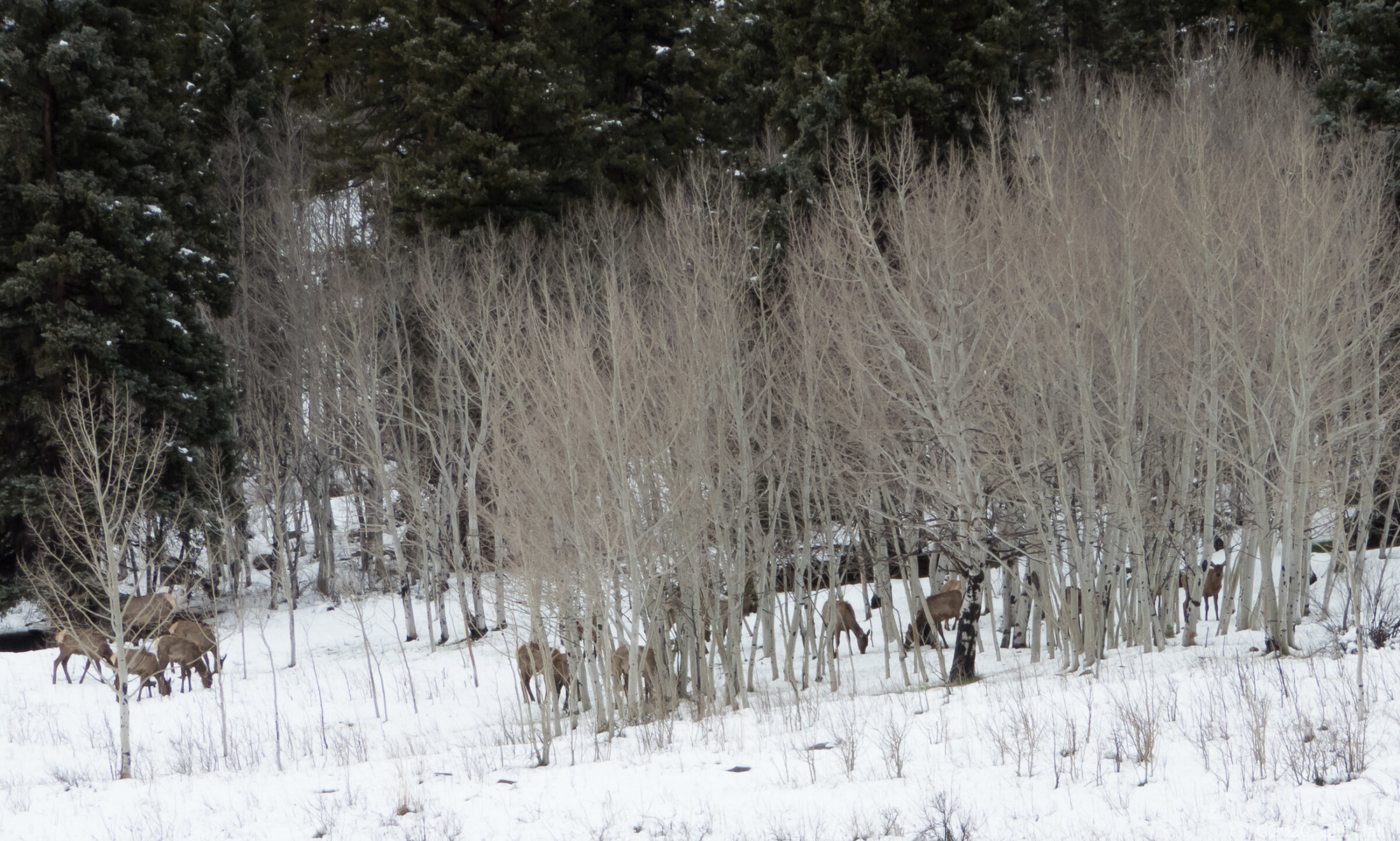 Elk in the Aspens