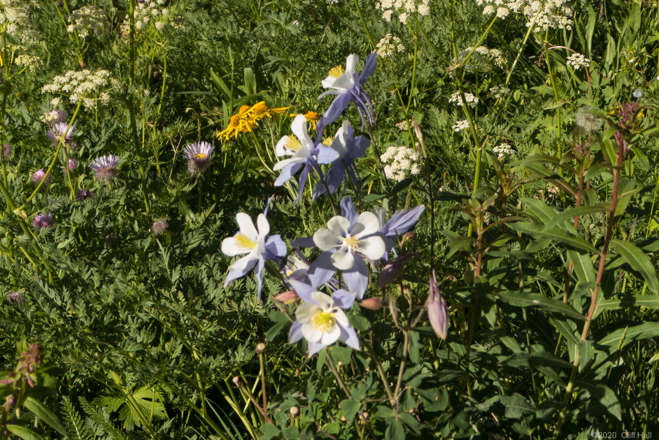 Columbine wildflowers