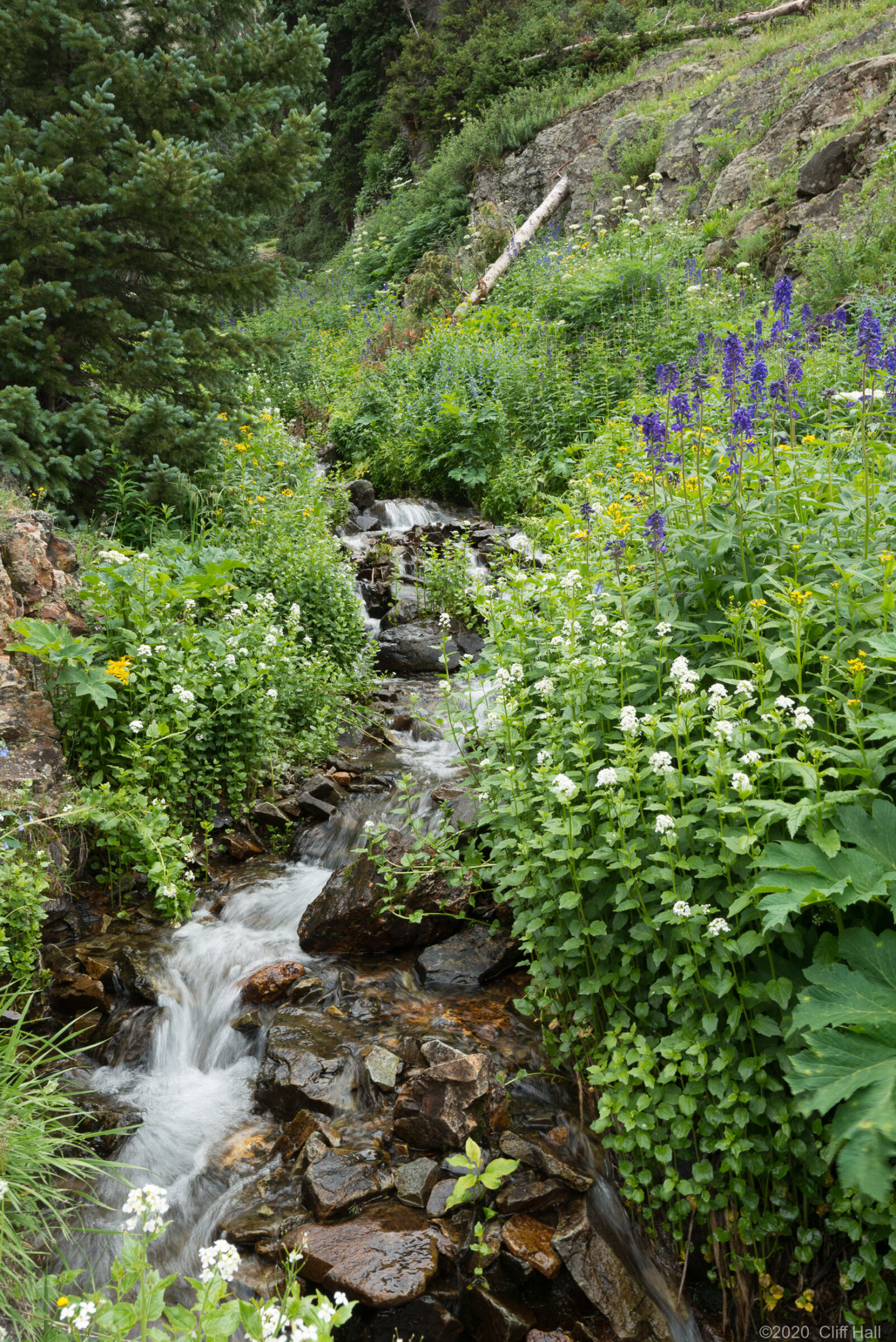 Wildflowers along a stream