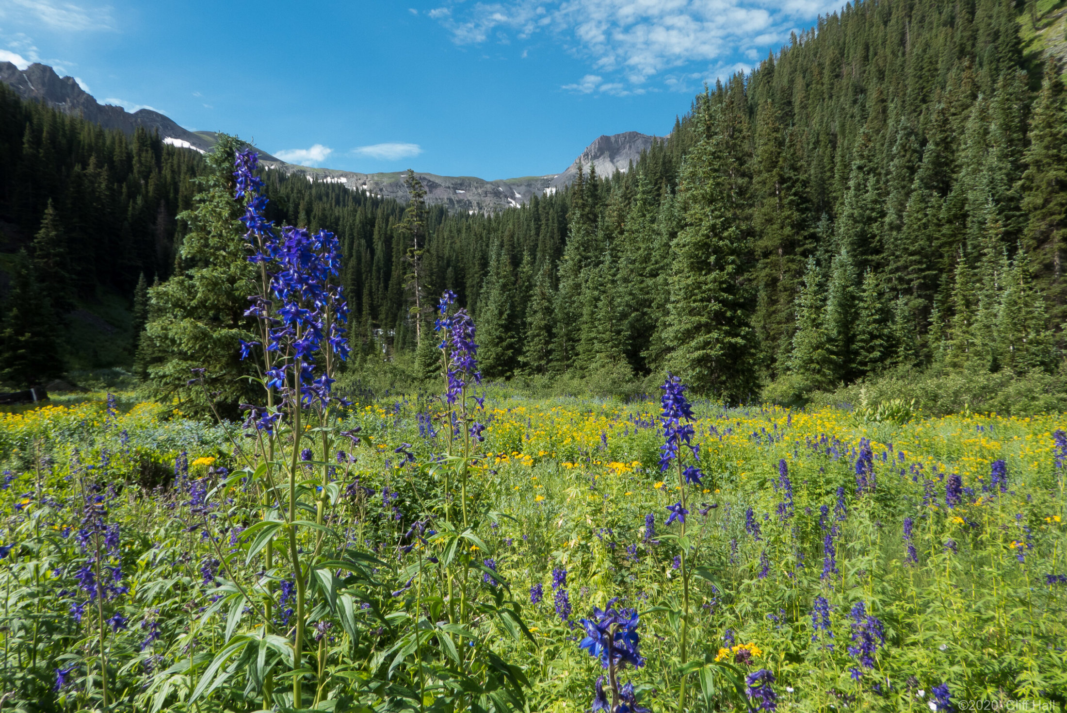 Alpine Meadow